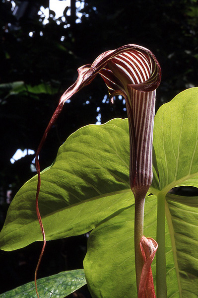 Arisaema fargesii