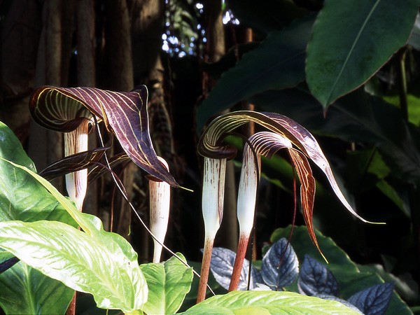 Arisaema filiforme