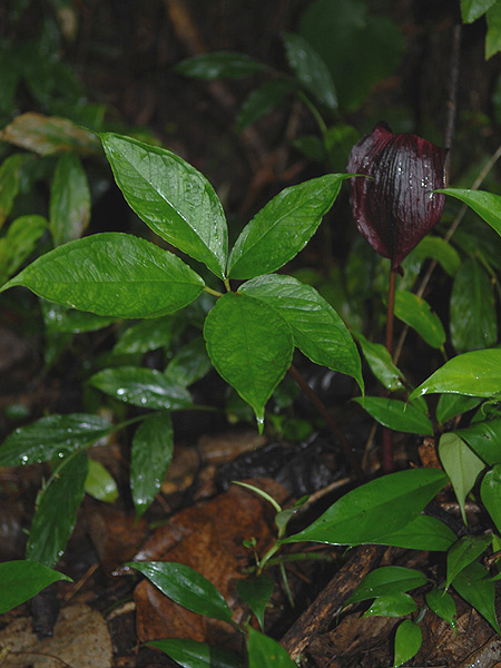 Arisaema filiforme