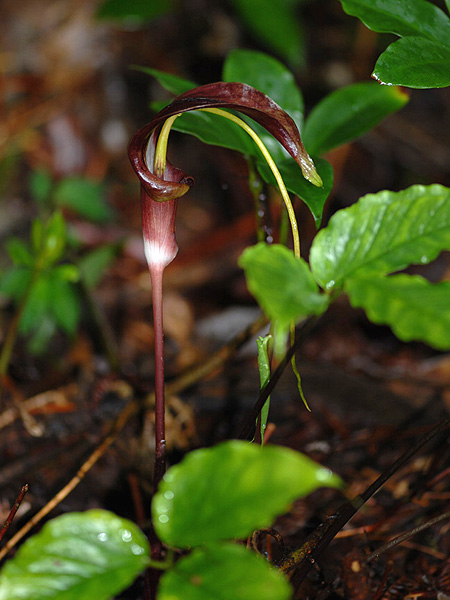 Arisaema filiforme