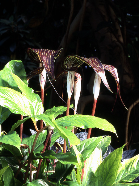 Arisaema filiforme