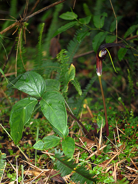 Arisaema filiforme
