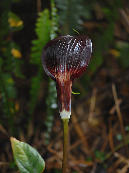 Arisaema filiforme