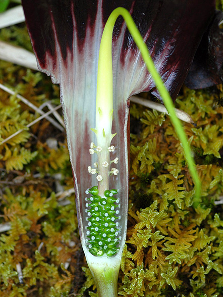 Arisaema filiforme