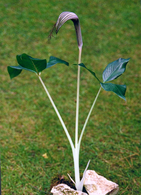 Arisaema fimbriatum