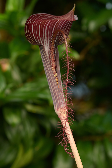 Arisaema fimbriatum