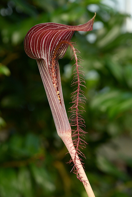 Arisaema fimbriatum