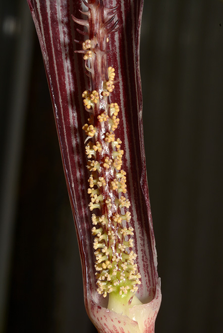 Arisaema fimbriatum