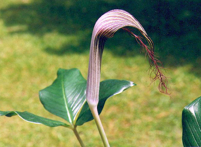 Arisaema fimbriatum