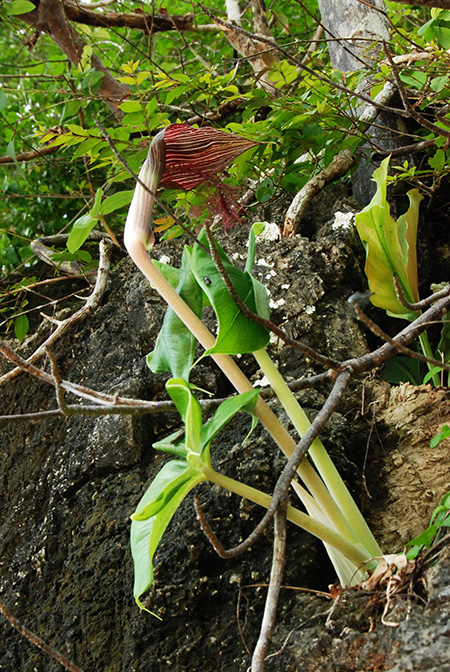 Arisaema fimbriatum