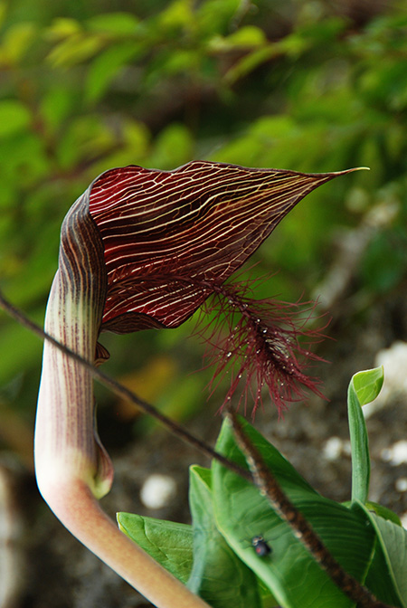 Arisaema fimbriatum