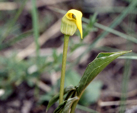 Arisaema flavum