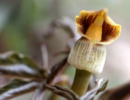 Arisaema flavum