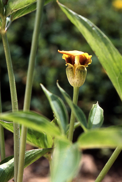 Arisaema flavum