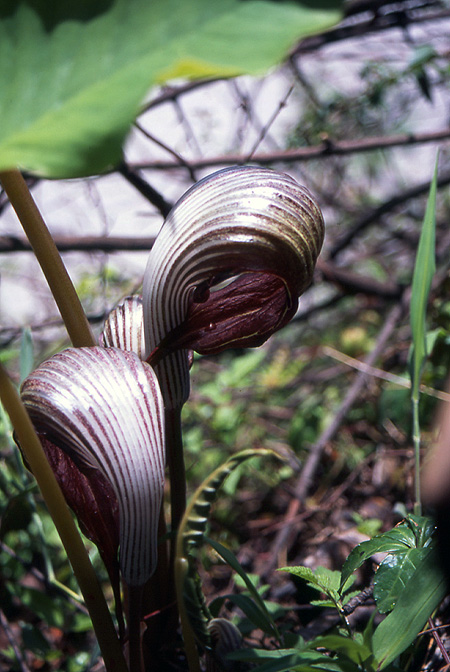 Arisaema franchetianum