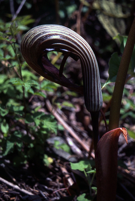 Arisaema franchetianum