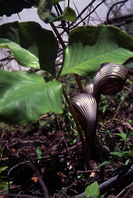 Arisaema franchetianum