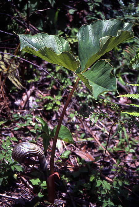 Arisaema franchetianum