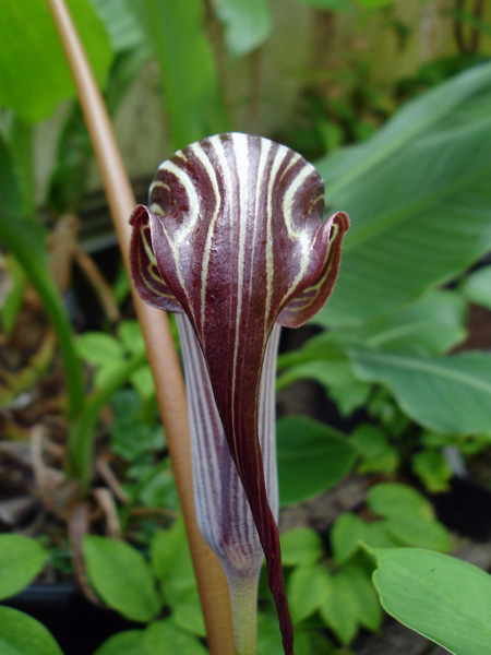 Arisaema franchetianum