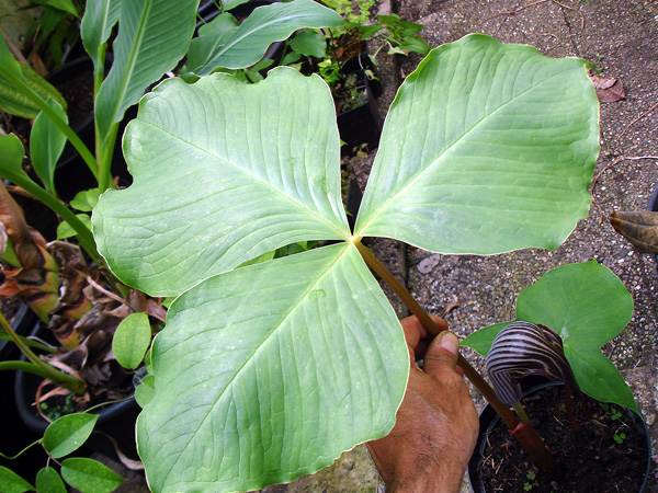 Arisaema franchetianum