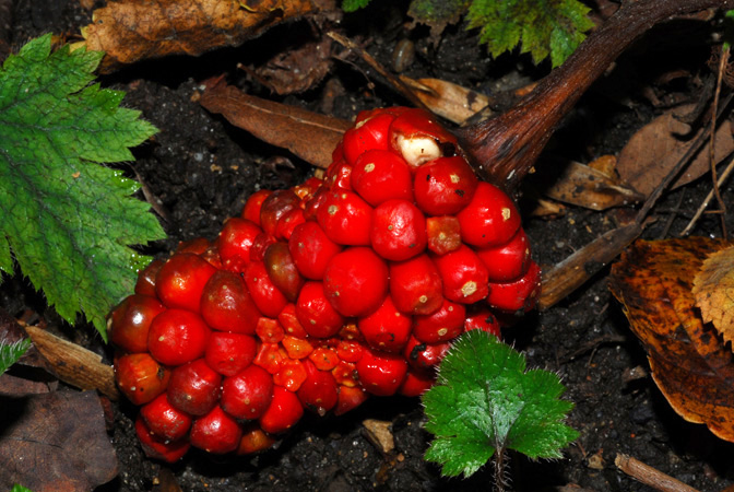 Arisaema franchetianum