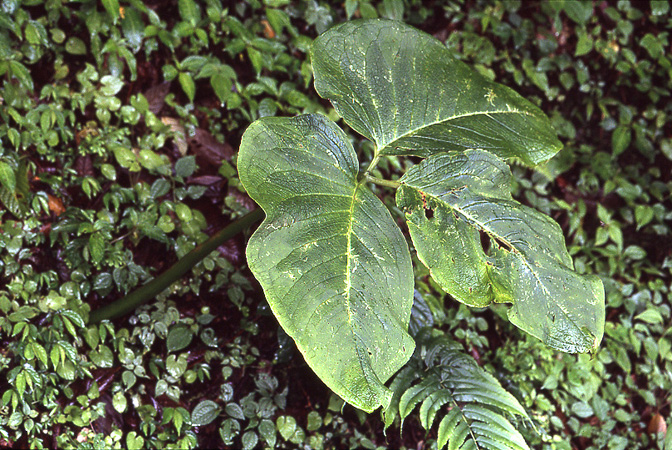 Arisaema galeatum