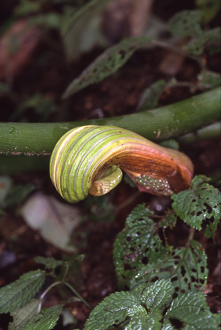 Arisaema galeatum