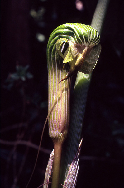 Arisaema galeatum