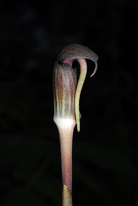 Arisaema ghaticum