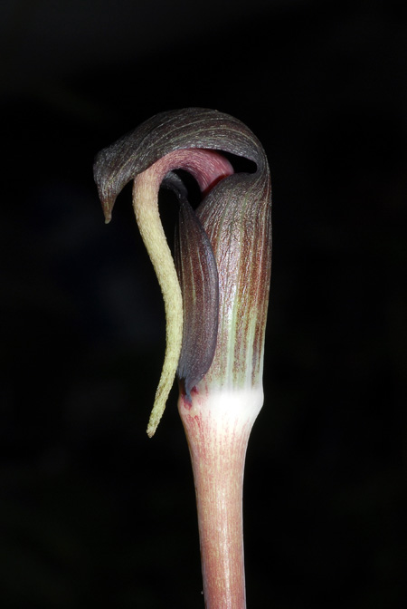 Arisaema ghaticum