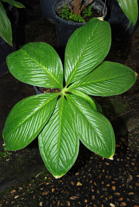 Arisaema ghaticum