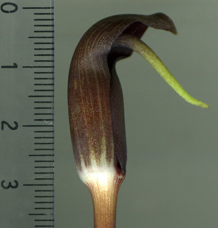 Arisaema ghaticum
