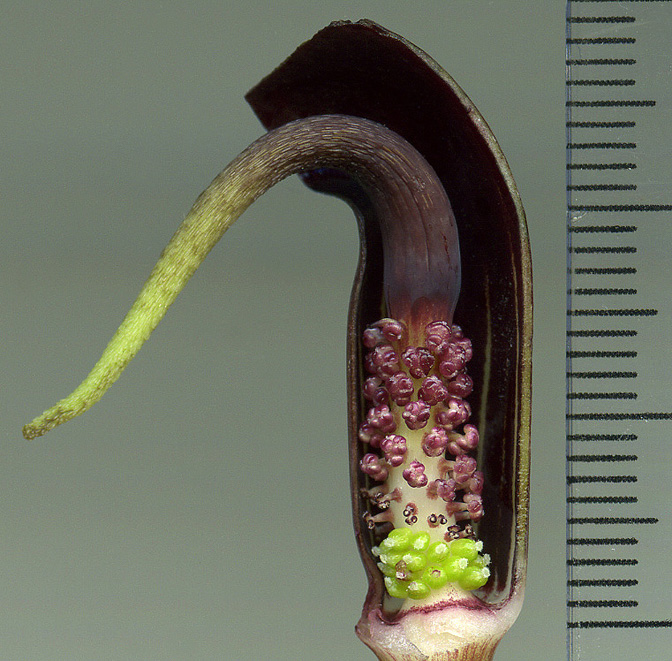 Arisaema ghaticum