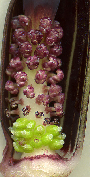 Arisaema ghaticum