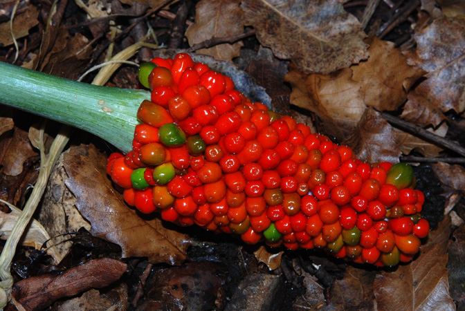 Arisaema heterophyllum