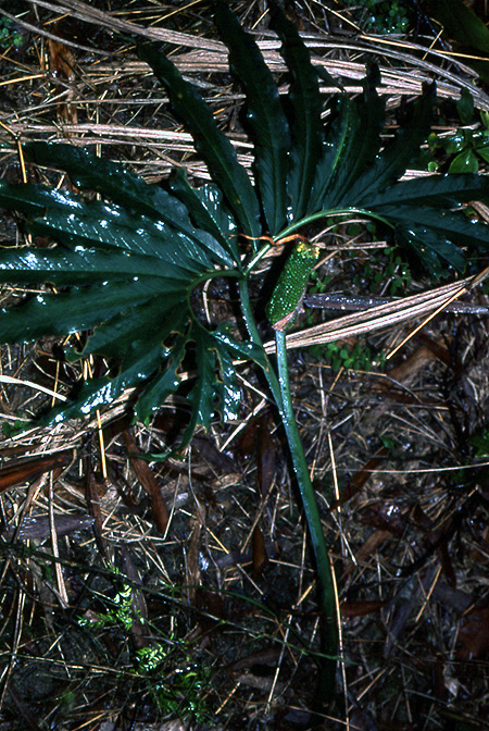 Arisaema heterophyllum
