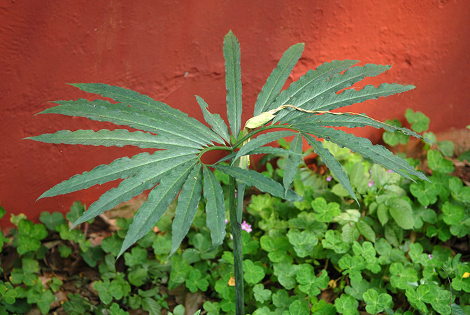 Arisaema heterophyllum