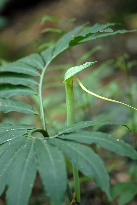 Arisaema heterophyllum