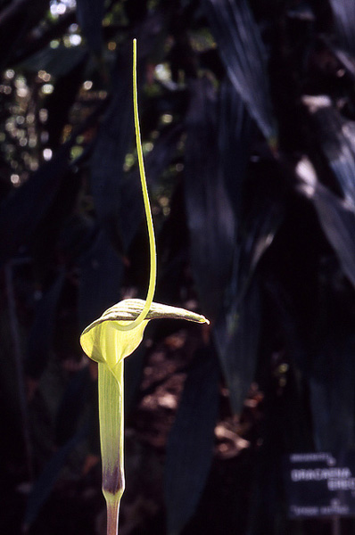 Arisaema heterophyllum