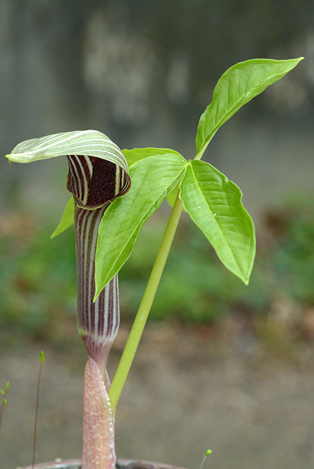 Arisaema inaense