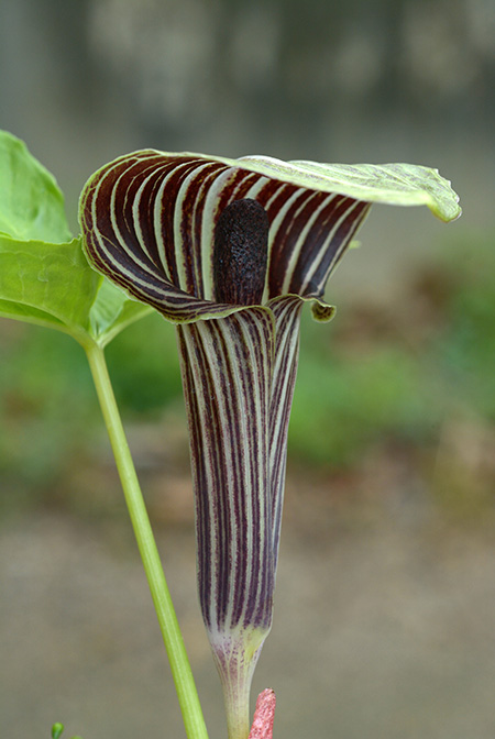 Arisaema inaense