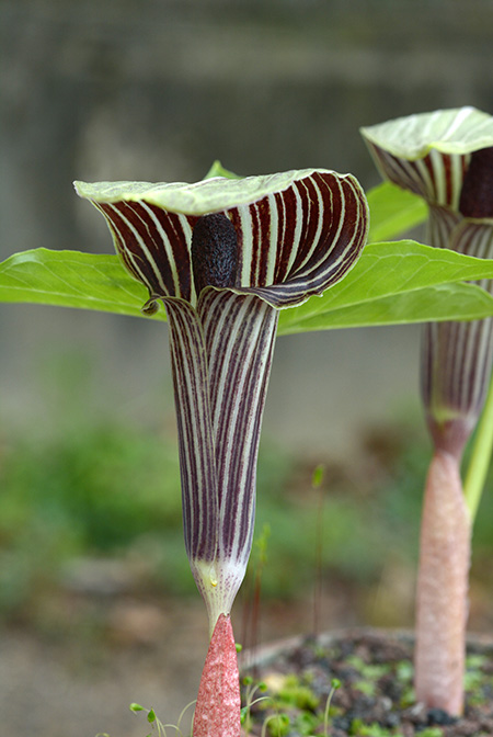 Arisaema inaense