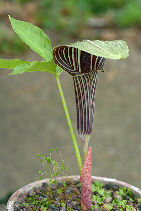Arisaema inaense