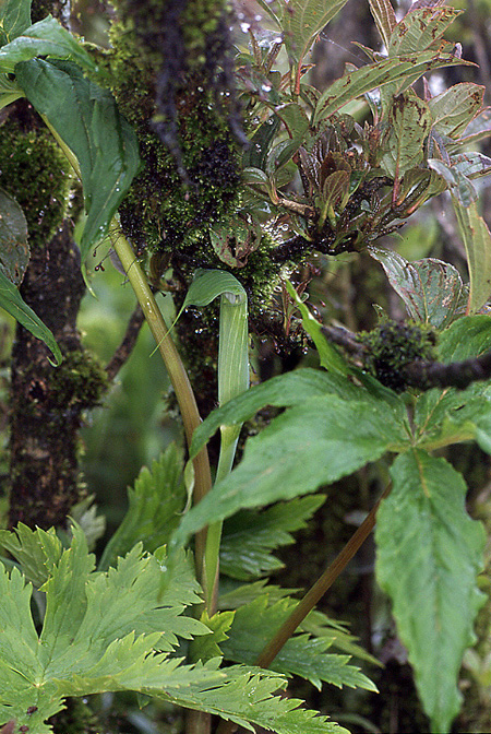 Arisaema jacquemontii