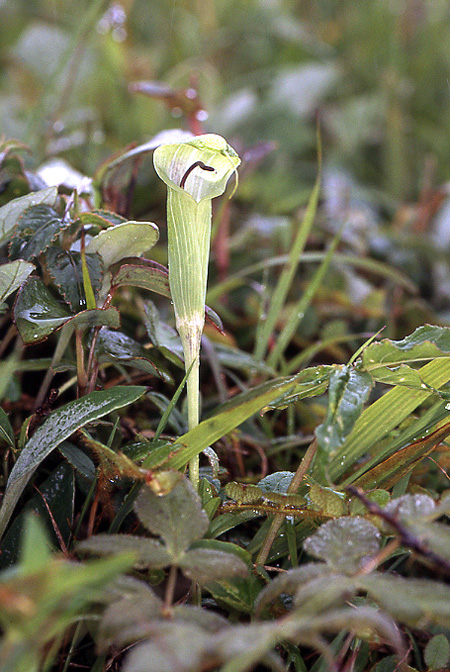 Arisaema jacquemontii