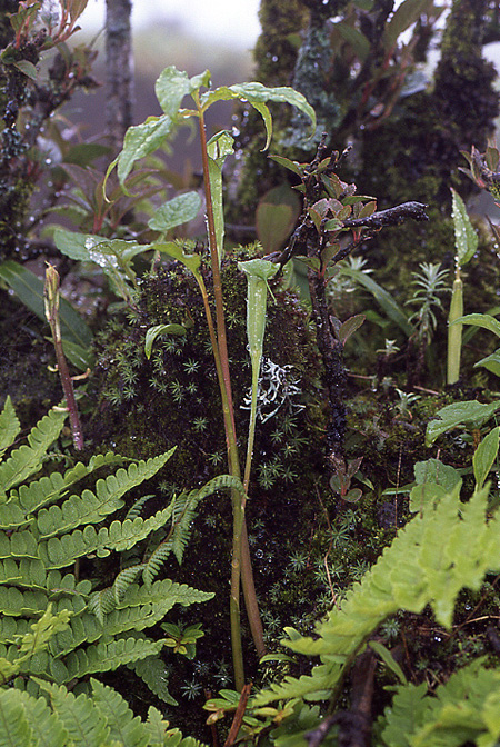 Arisaema jacquemontii