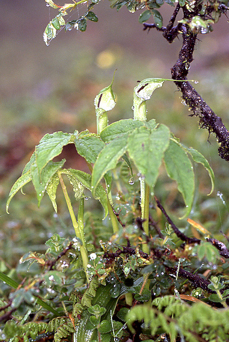 Arisaema jacquemontii