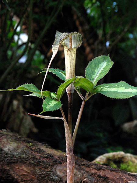 Arisaema kishidae