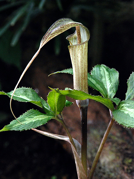 Arisaema kishidae