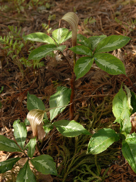 Arisaema kishidae